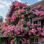 300+ Climbing Rose Seeds for Planti