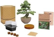 Pronto Seed Bonsai Bowl Starter Kit | Complete Grow Your Own Set with Pine Seeds, Propagator, Coir Discs & Growing Instructions (Single)