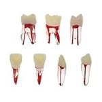 7Pcs Dental Endodontic Root Canal R