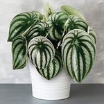 1 x Premium Peperomia Argyreia | Ideal for Home or Office | 15-25cm Potted Plant