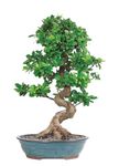 Indoor Bonsai Tree with Curved Trunk, Live Tropical Plant with Glossy Green Leaves, Complete Care Guide Included pack of 2