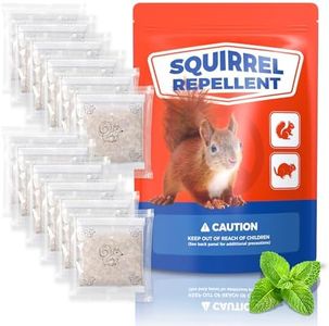 Squirrel R