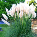 Cortaderia selloana Pampas Grass White - 2 Plants