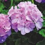 Floral Treasure Rare Exotic " Quicksilver " Geranium Flower 20 Seeds Pack for growing