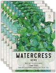 Seed Needs Watercress Seeds for Planting - Non-GMO, Heirloom & Untreated - Organically Grow Your own Culinary Herb Garden Indoors or Outdoors (5 Packs)