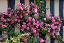 Climbing Roses