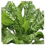 Perpetual Spinach Swiss Chard - Del