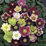 3 Containers of Mixed Lenten Rose/Hellebore in 2.5 Inch Pots- Great for Fall Planting!