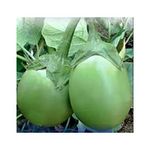 Green World Brinjal Eggplant F1 Green Round For Kitchen Gardening (Seed, 20.)