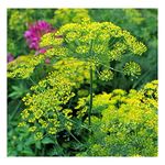 PREMIER SEEDS DIRECT - HERB Seeds - Dill Bouquet - 3000 Seeds