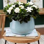 Indoor Evergreen Shrub 'Gardenia Jasminoides' 9cm Potted Indoor Decorative Plant