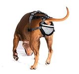 It is a Dog Chastity - Chastity for