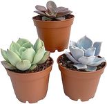 Set of Mixed Echeveria Plants - Assorted Varieties - Easy to Grow Succulents - Indoor Decor Collection (3 Standard Plants)