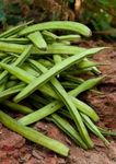 Gebdinsh Garden® Imported Gwar Phali/Cluster Beans Vegetables Seeds For Kitchen Gardening (Pack Of 5 Gram Seeds)