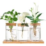 Hniuyun Propagation Stations, Desktop Plant Terrarium with Wooden Tray & Lid for Propagating Hydroponic Plants Centerpiece Office Home Decor, 3 Pcs