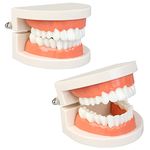 Diyiming 2Pcs Standard Teeth Model Dental Care Model, Child Brushing Teaching Demonstration Study False Anatomical for Teaching, Kids, Patient, Studying, Displaying