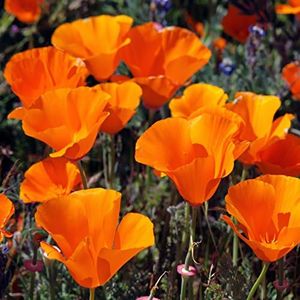 Outsidepride Eschscholzia Orange California Poppy Seeds - 5000 Pcs Annual, Native, Drought Tolerant Wildflower Seeds w/Vibrant Blooms for Full Sun & Drought-Tolerant Pollinator-Friendly Gardens