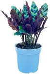 Rattlesnake Calathea Live Plant - A