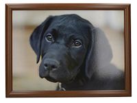 Creative Tops Labrador Printed Laptray, Multicolor, 44 x 34 cm