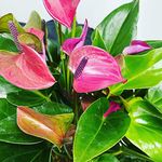 LITTLE JUNGLE Anthurium Purple with Flowers - Healthy Live Plant with White Pot, Air Purifying Plant, Indoor Plants for Living Room, Gifting, Bedroom, Kitchen, Garden, Balcony, Home Décor, Office Desk