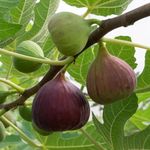 YouGarden Fig Tree 'Brown Turkey' Standard, Established Plant 70-100cm Tall in 3L Pot, Ready to Plant, Hardy Fruit Plant for UK Gardens, Perfect as Patio Plant