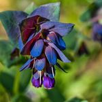 PREMIER SEEDS DIRECT - CERINTHE Maj