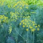 Dill - Mammoth - 250+ Heirloom Seeds