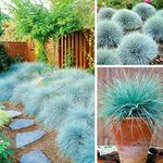 3 x Festuca Intense Blue - Blue Fescue - Blue Grass Plants Ready to Plant Arrives in 9cm Pots