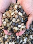 River Rock Stones, Natural Decorative Polished Black White Bean Pebbles Gravel,Outdoor Decorative Stones for Plant Aquariums, Landscaping, Fillers (Pebbles, 12 LB)