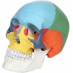 Myaskro® - Human Skull Model With Coloured Skull Regions For Easy Identification Of Various Skull Bones | 96% Anatomical Accuracy