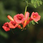 Campsis Garden Climbing Plant Hardy Drought Tolerant Perennial Exotic Red Flowers for Trellis, Fences & Walls Variety Trumpet Vine Madame Galen 1 x 2 Litre Pot by Thompson & Morgan