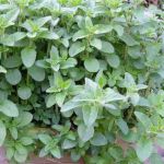 Oregano - 