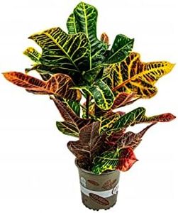 Crotón Petra Natural Árbol XL Ideal para el Interior del Hogar
