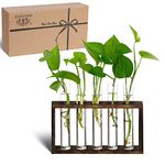 XXXFLOWER Plant Propagation Station Terrarium with Test Tube Desktop Hydroponics Rack, 5 Planter Glass Vase with Wooden Holder for Home Indoor Decoration