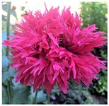 Caribou Seed Company | Rose Feathers Poppy | 100 Seeds | Pink Feather Blooms | Fresh Canadian Seed