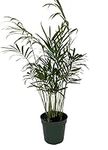 Hirt's Victorian Parlor Palm - Chamaedorea Neanthe Bella - 4" Pot - Live Plant