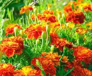 French Marigold Seeds for Planting 