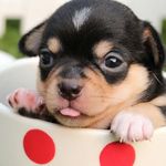 Cute puppies wallpaper