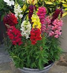 Golden Hills Farm Antirrhinum/Snapdragon/Dog Flower Dwarf Flower 300-506 seeds