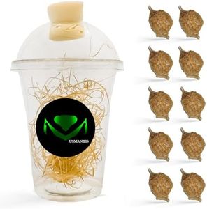 Chinese Praying Mantis Ootheca Egg Case with Hatching Habitat Transparent Cup - Ten Egg Case - Beneficial for Stem Education and Gardening, Egg Case Produces Approximately up to 400 Baby Nymphs
