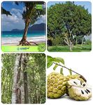 Creative Farmer Garden Tree Seeds Australian Pine,Mahogany,Wrightia Tinctoria,Anona Squamosa Combo For Home Garden Ornamental Tree & Timber Species & Medicinal Tree Seeds & Fruit Seeds Seeds