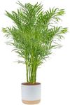 Costa Farms Cat Palm, Live Indoor H