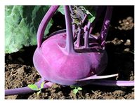 PREMIER SEEDS DIRECT - KOHLRABI - PURPLE VIENNA - 800 SEEDS