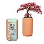 Natureit Bonsai Tree Grow Kit -Come