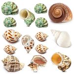 15PCS Hermit Crab Shells Medium and Large (6 Types) Natural Hermit Crab Sea Shells, for Small to Large Hermit Crab Turbo Shells Hermit Crab Supplies