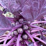 Brussel Sprouts Seeds Red Ball - Garden Allotment Vegetable Seeds