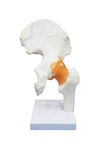 TeachingNest | Hip Joint Model Flexible PVC Plastic | Anatomical Model