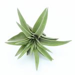 Tillandsia Air Plant Abdita