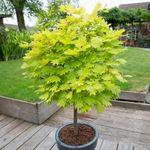 You Garden - Japanese Maple Tree, Acer Shirasawanum 'Jordan' in a 3L Pot 40-50cm Tall - Established Garden Plants Ready to Plant Out