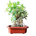 Abana Homes Serissa Snow Rose Bonsai Plant With Prop Aerial Roots - Flowering Mame Bonsai Tree 15-20 cm